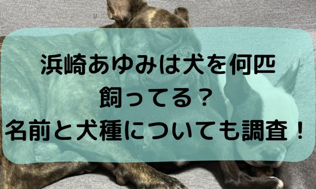 浜崎あゆみは犬を何匹飼ってる？名前と犬種についても調査！の画像